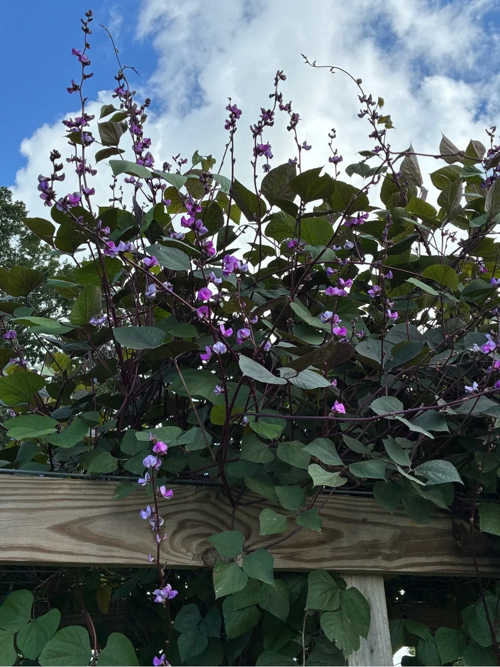 Purple Hyacinth Vine Seed, 25 Seed Count